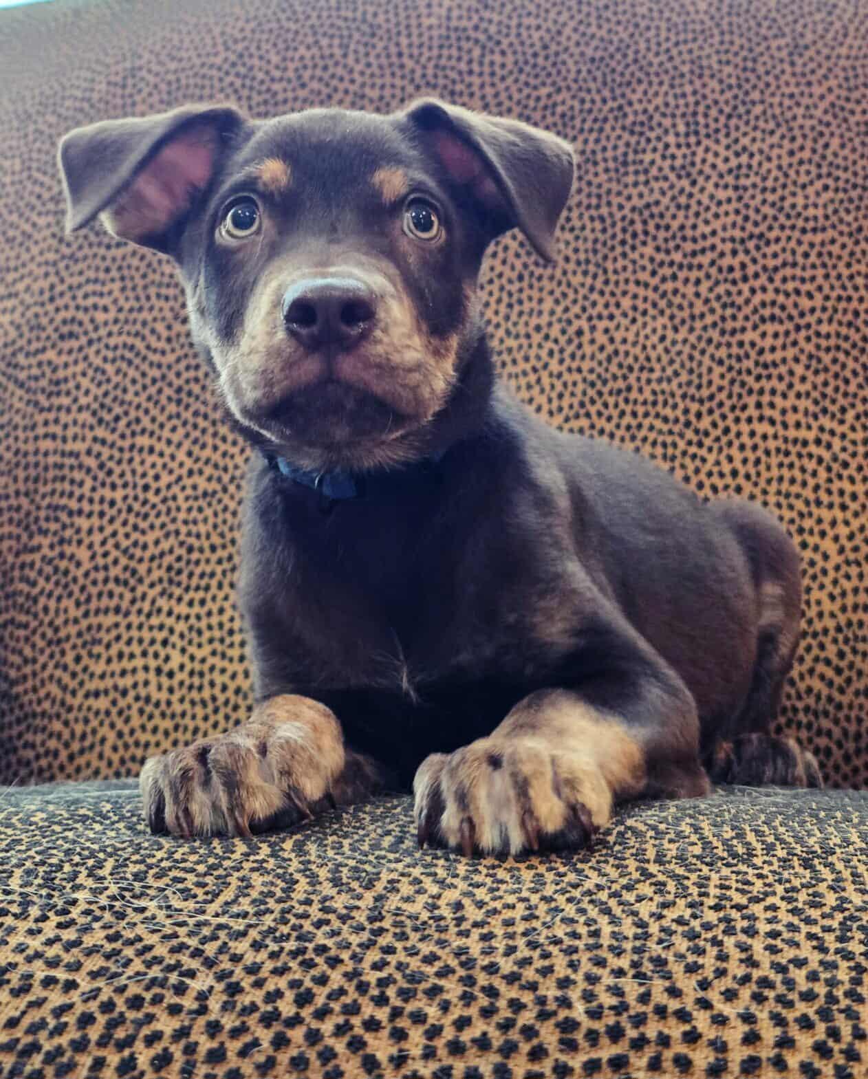 Enlarge Cash, a Adoptable mixed breed in Annandale, VA image 6/6