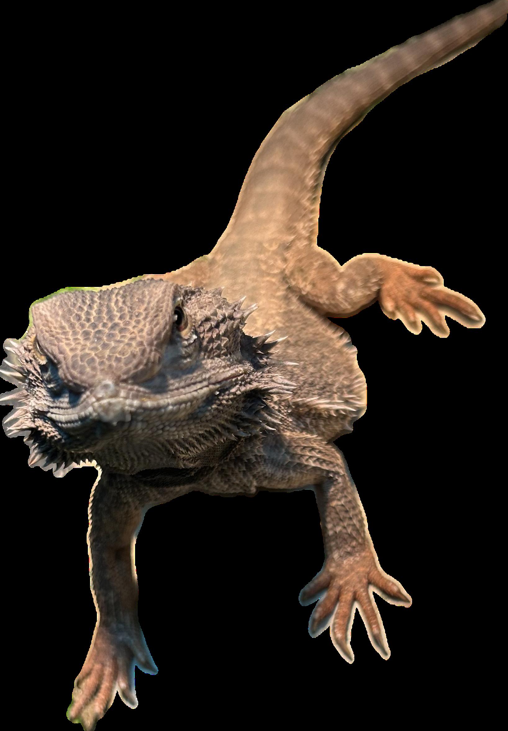 Wasabi Bearded Dragon, ADOPTABLE, Young Male Bearded Dragon.