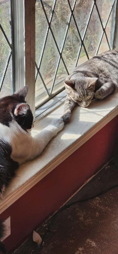 Vixen — thumbnail 3