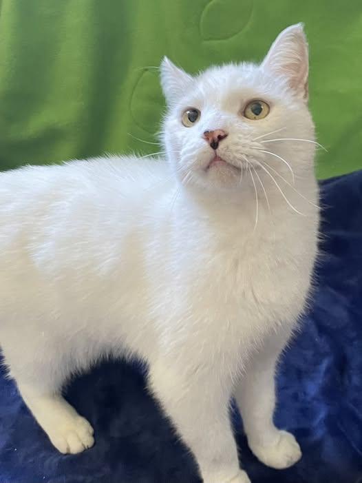 Triton, Adoptable, Adult Male American Shorthair & Tabby.