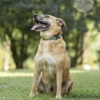 Enlarge Chloe, a Adoptable mixed breed in Southington, CT image 3/4