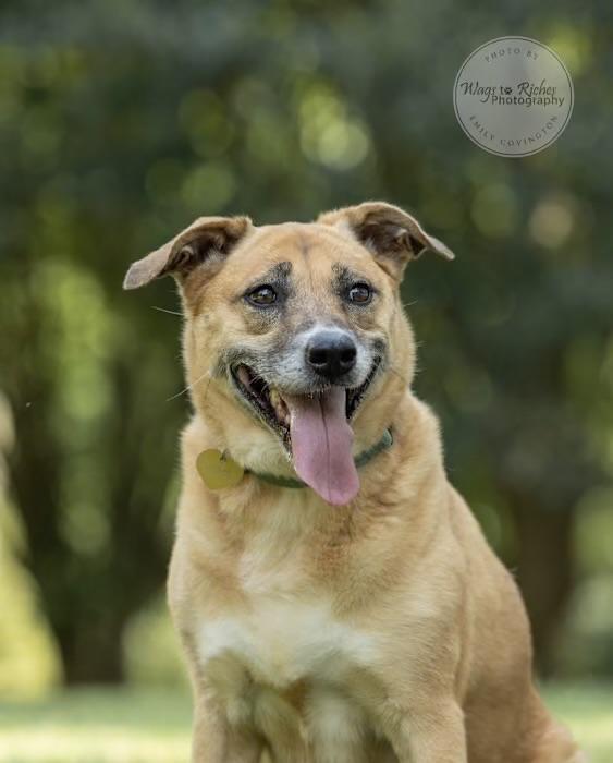 Chloe, Adoptable, Senior Female Anatolian Shepherd & Labrador Retriever.
