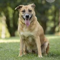 Enlarge Chloe, a Adoptable mixed breed in Southington, CT image 2/4