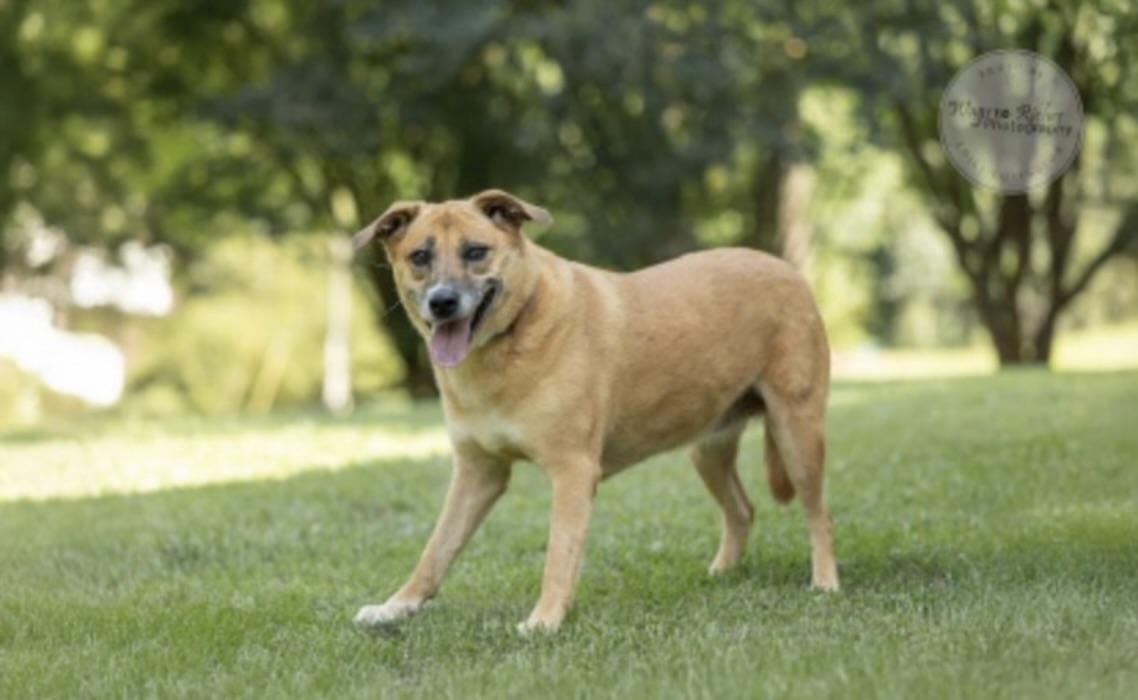 Enlarge Chloe, a Adoptable mixed breed in Southington, CT image 4/4
