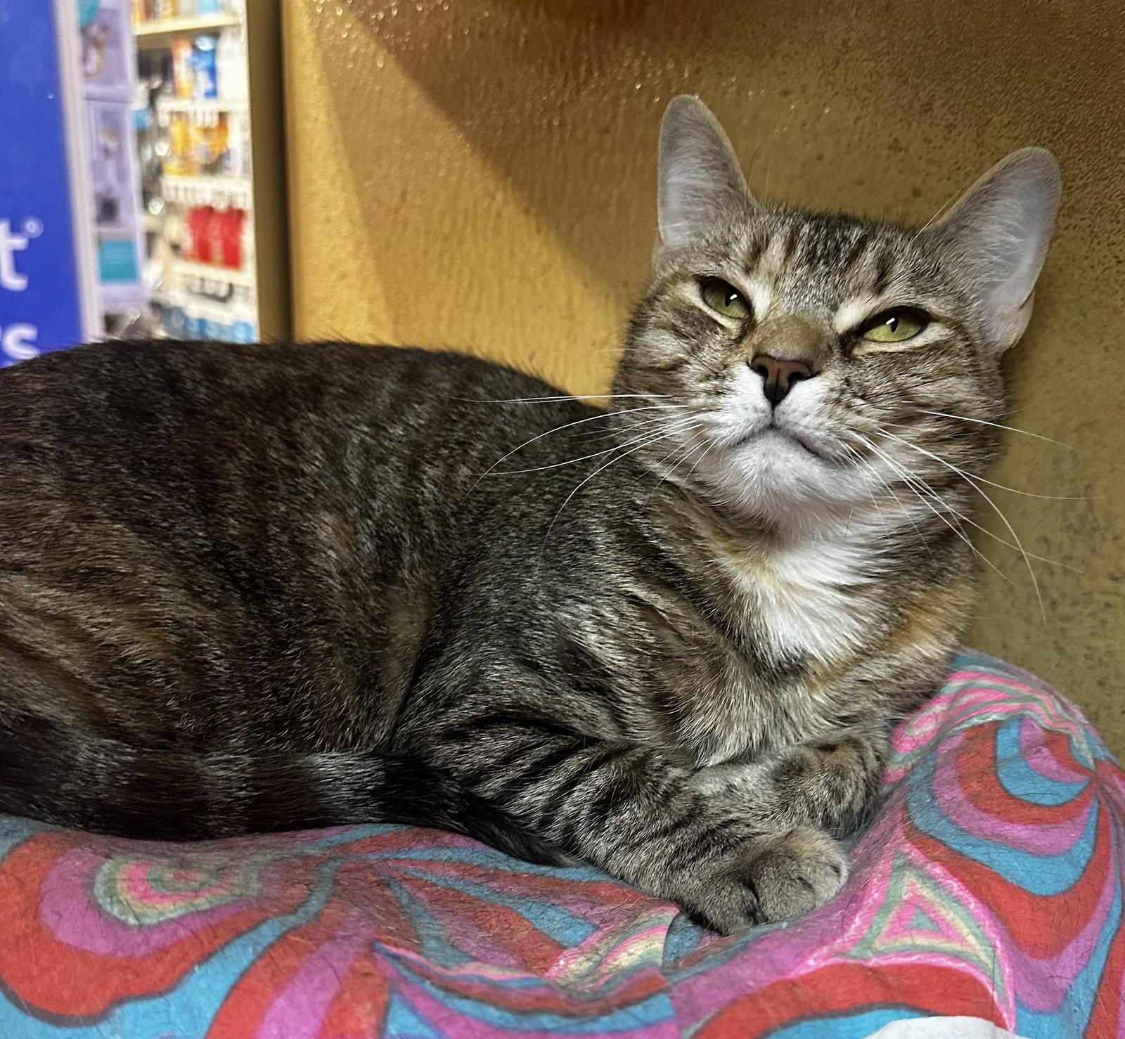 Enlarge Violet, a Adoptable Domestic Short Hair in Social Circle, GA image 1/3