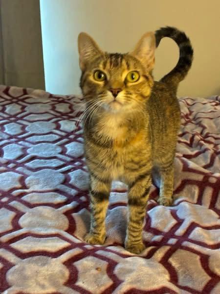Enlarge Violet, a Adoptable Domestic Short Hair in Social Circle, GA image 3/3