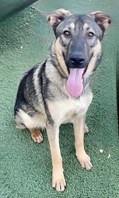 Enlarge Lolly, a Adoptable Shepherd in Canoga Park, CA image 7/8