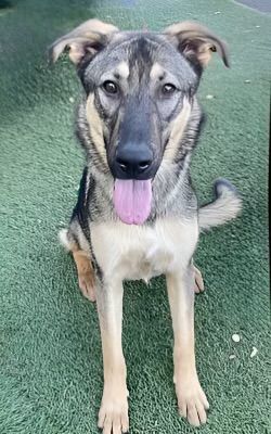 Enlarge Lolly, a Adoptable Shepherd in Canoga Park, CA image 8/8