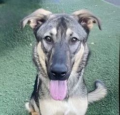Lolly, Adoptable, Young Female Shepherd.