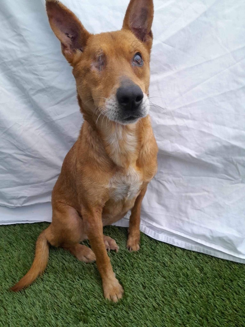 Megan, a Adoptable mixed breed in Imperial Beach, CA image 1/6