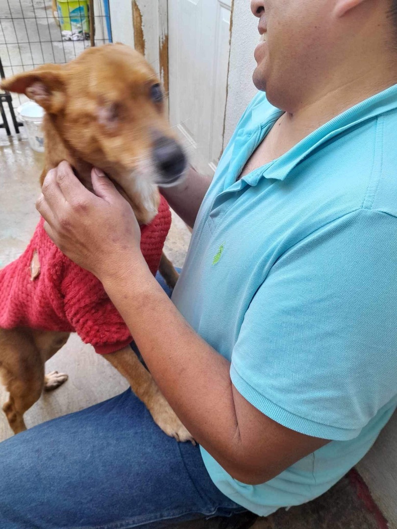 Megan, a Adoptable mixed breed in Imperial Beach, CA image 2/6