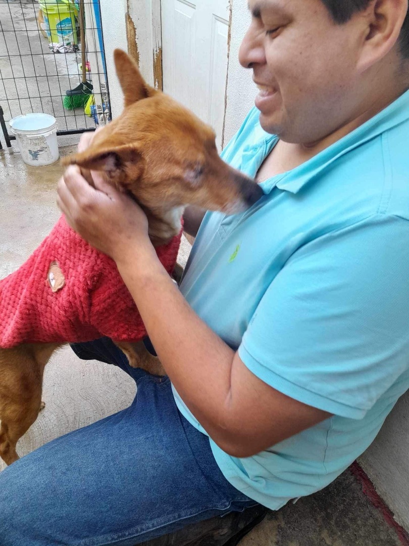 Megan, a Adoptable mixed breed in Imperial Beach, CA image 3/6