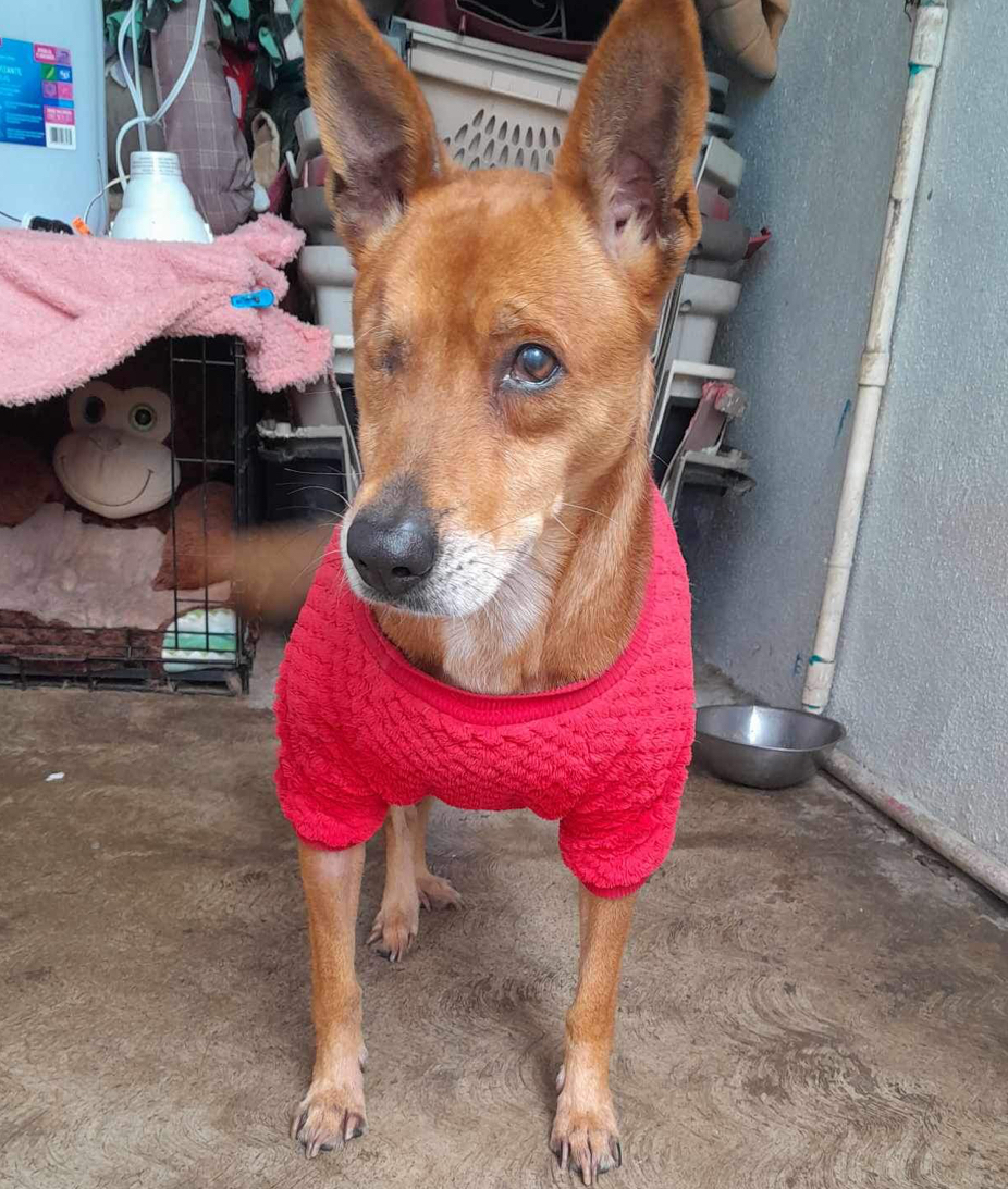 Megan, Young Female Basenji