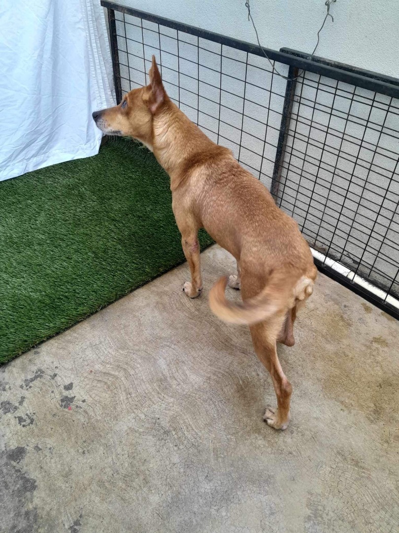 Megan, a Adoptable mixed breed in Imperial Beach, CA image 5/6