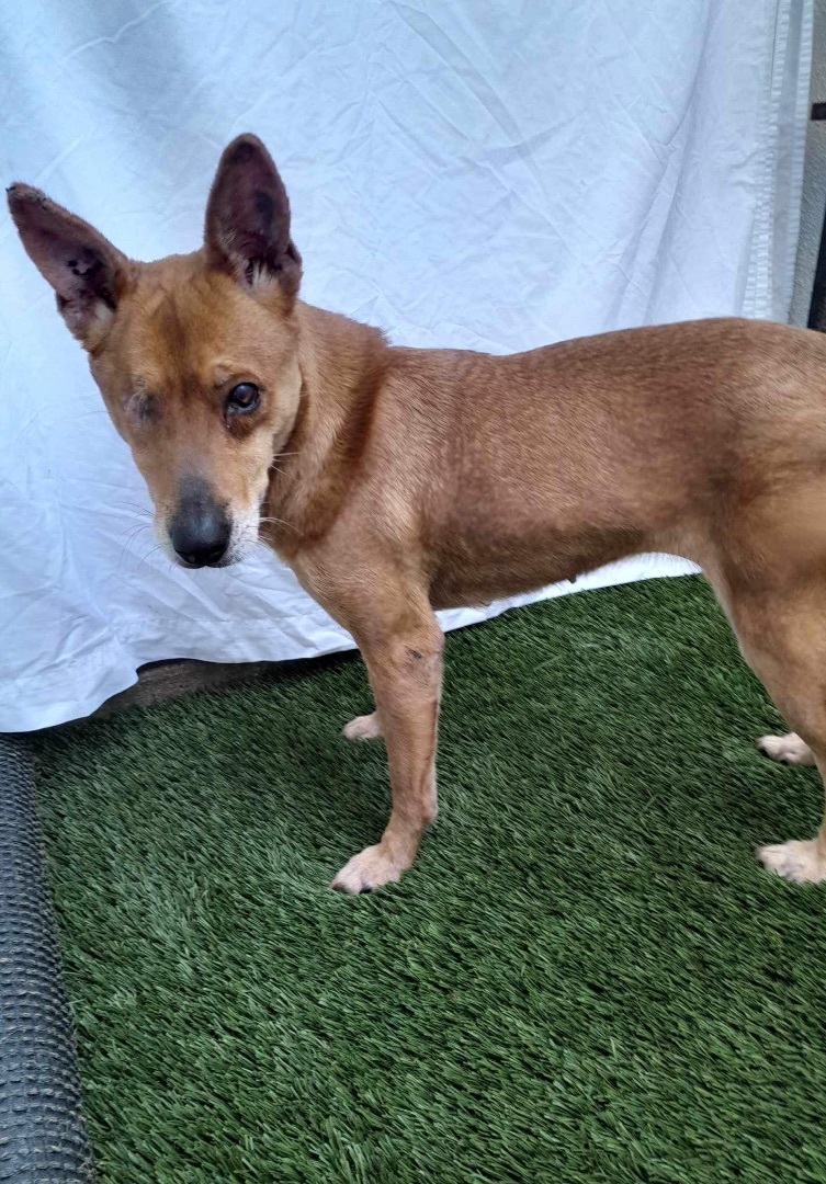 Megan, a Adoptable mixed breed in Imperial Beach, CA image 6/6