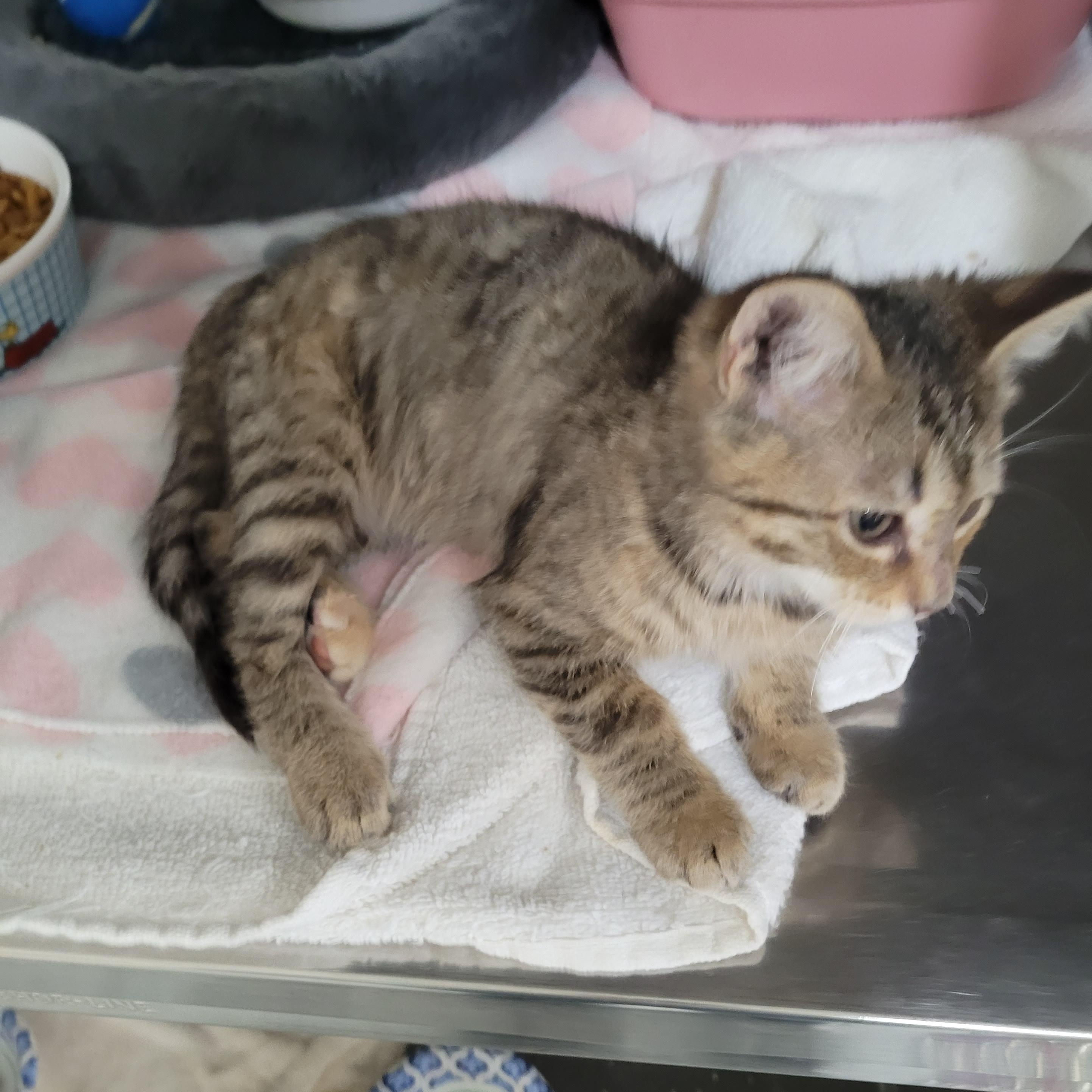 Scarlett, Adoptable, Kitten Female Domestic Short Hair.