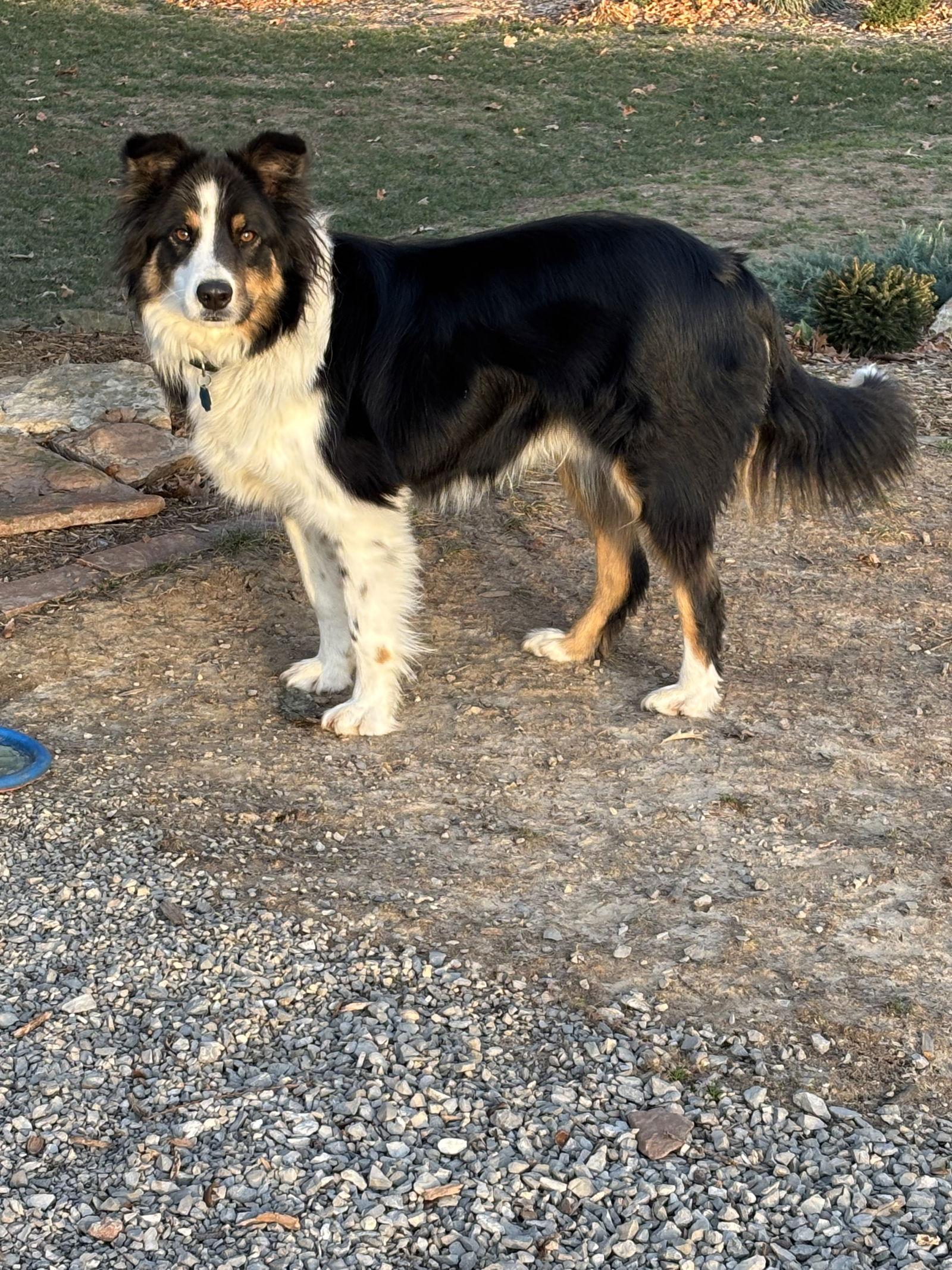 Enlarge Peppy (Courtesy Post), a Adopted mixed breed in St. Louis, MO image 1/3