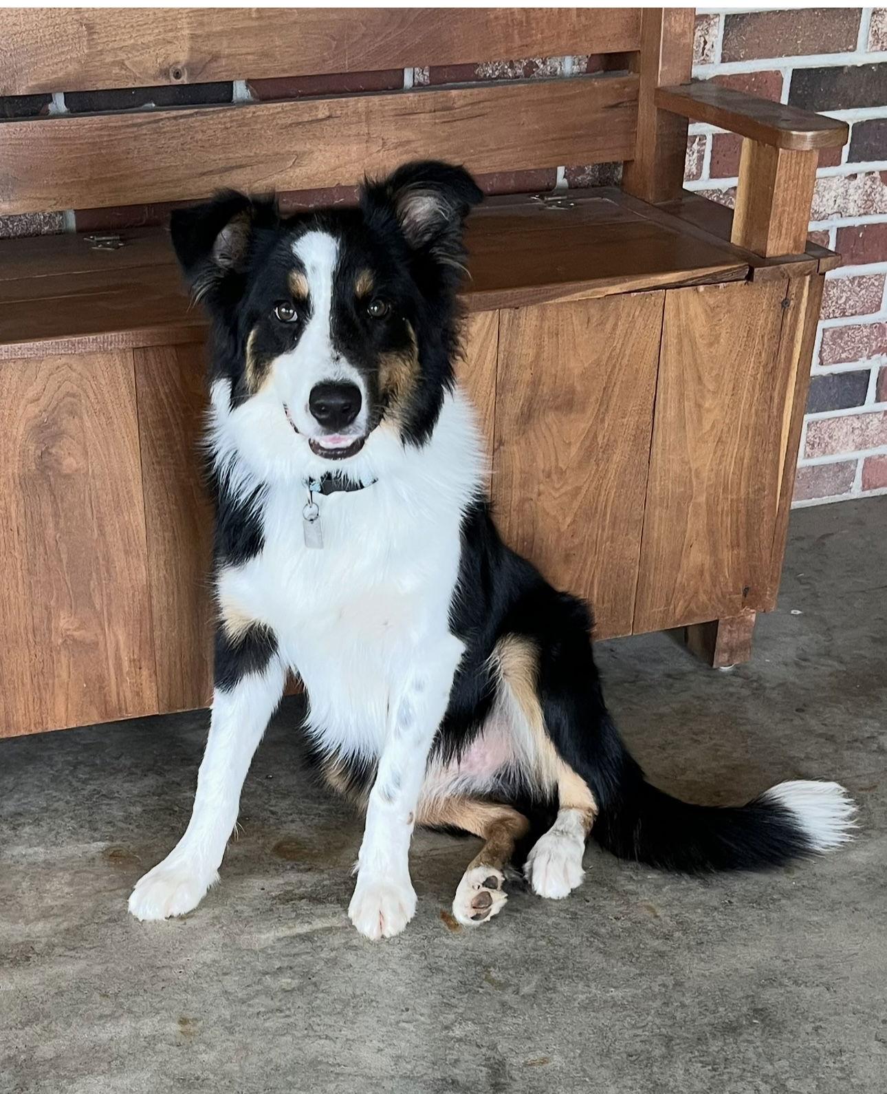 Enlarge Peppy (Courtesy Post), a Adopted mixed breed in St. Louis, MO image 2/3