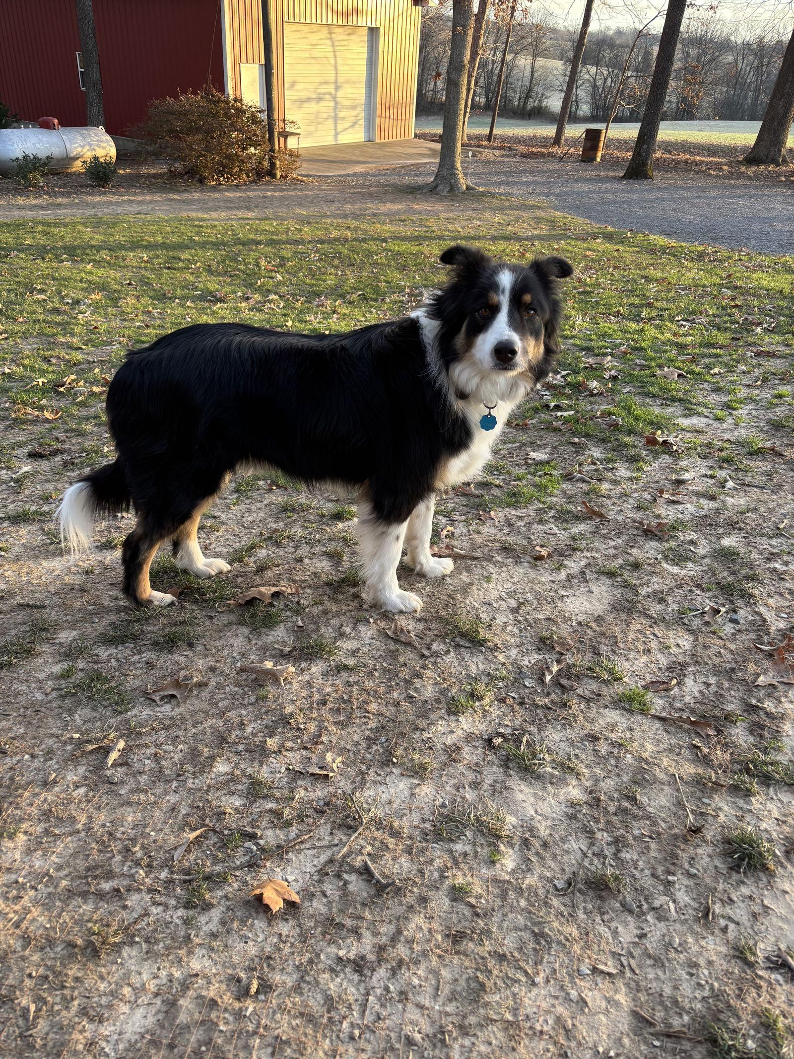 Enlarge Peppy (Courtesy Post), a Adopted mixed breed in St. Louis, MO image 3/3
