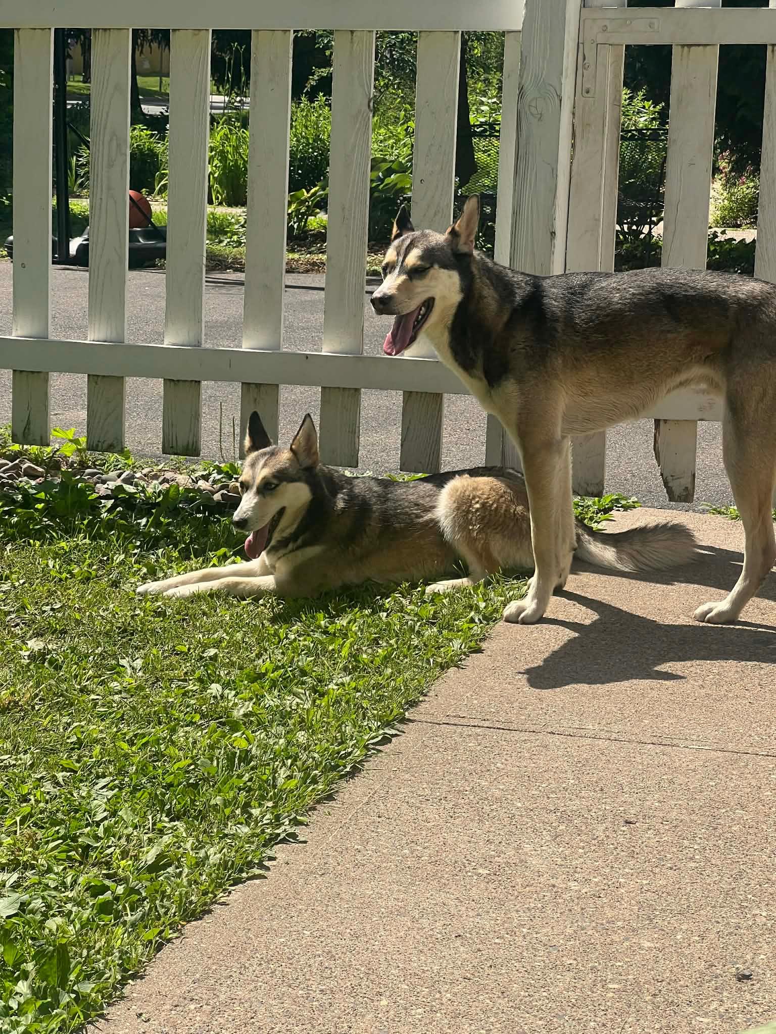Skye & Chase, a Adoptable Husky in Lakeville, MN image 4/4