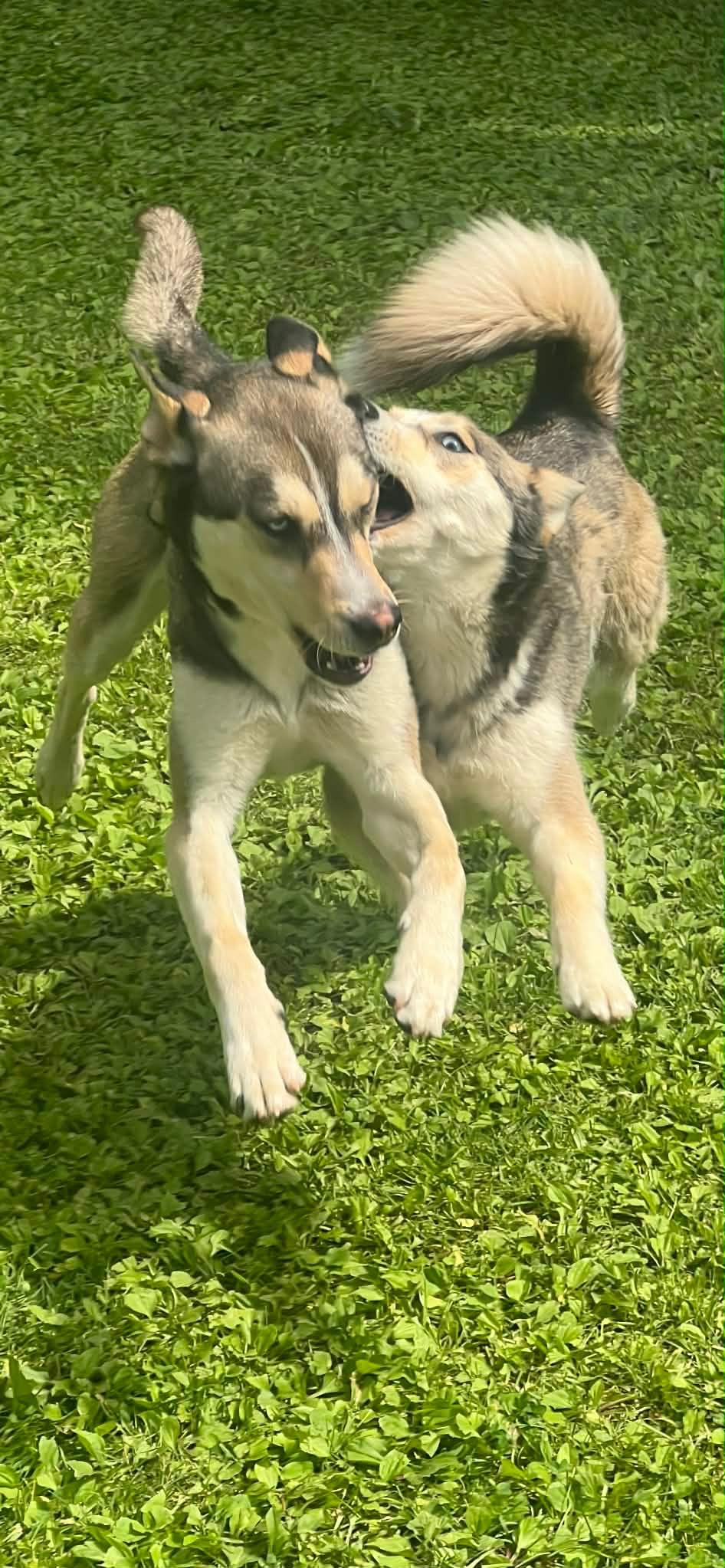Skye & Chase, a Adoptable Husky in Lakeville, MN image 3/4