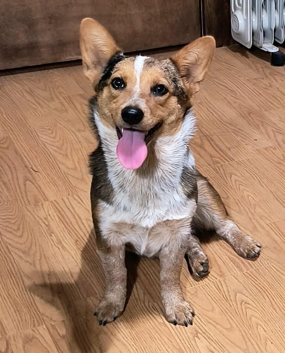 Enlarge Abbie, an adopted mixed breed in Graham, TX image 1/1
