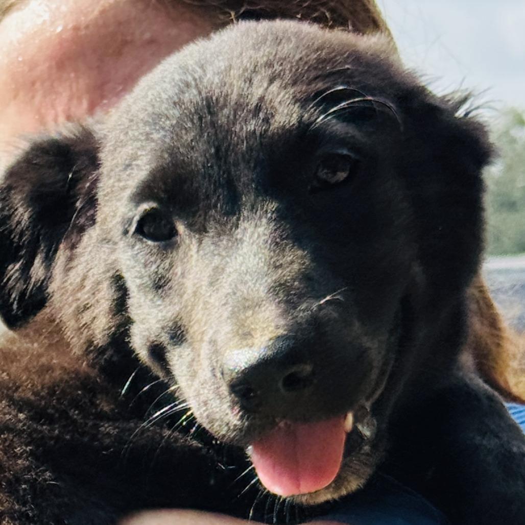 Raven, a Adoptable mixed breed in Williston, FL image 1/6