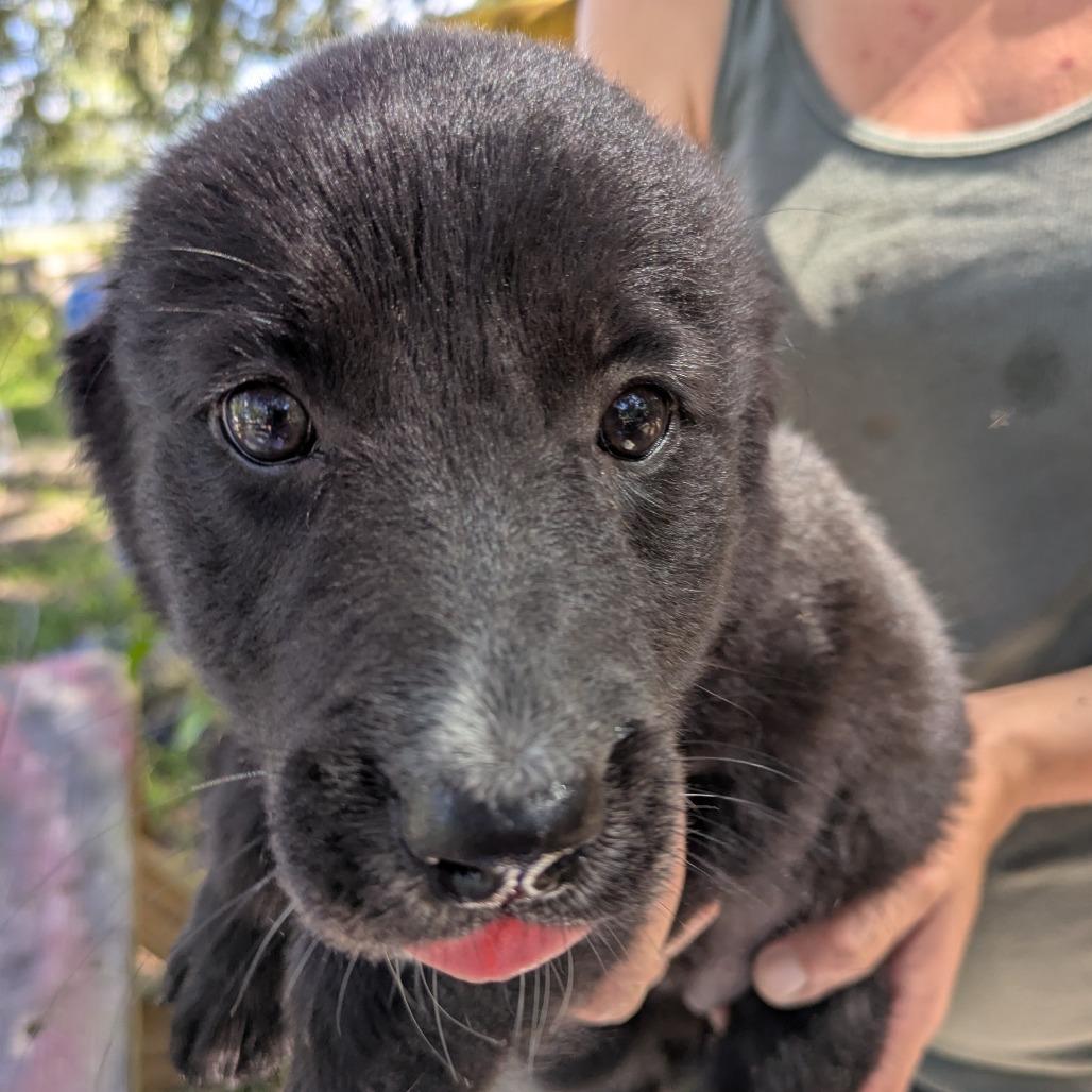 Raven, a Adoptable mixed breed in Williston, FL image 2/6