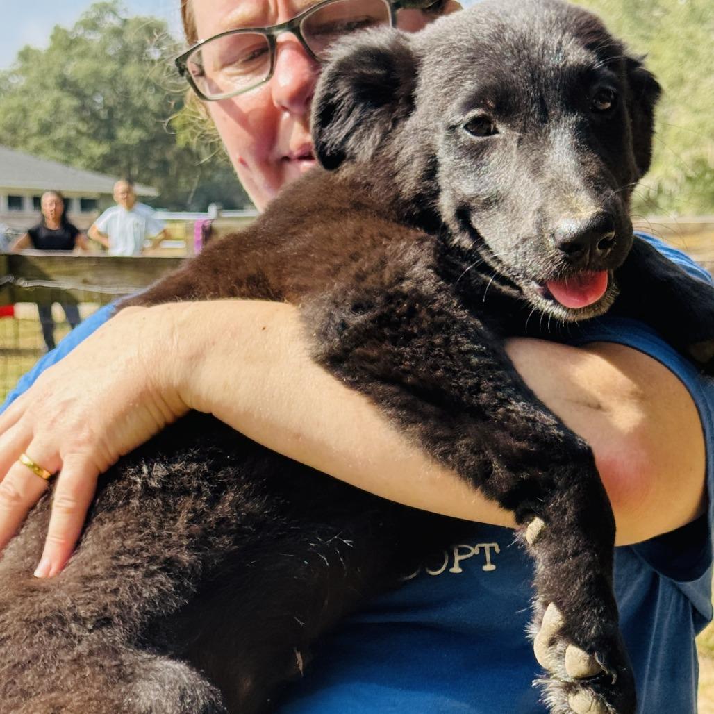 Raven, a Adoptable mixed breed in Williston, FL image 3/6