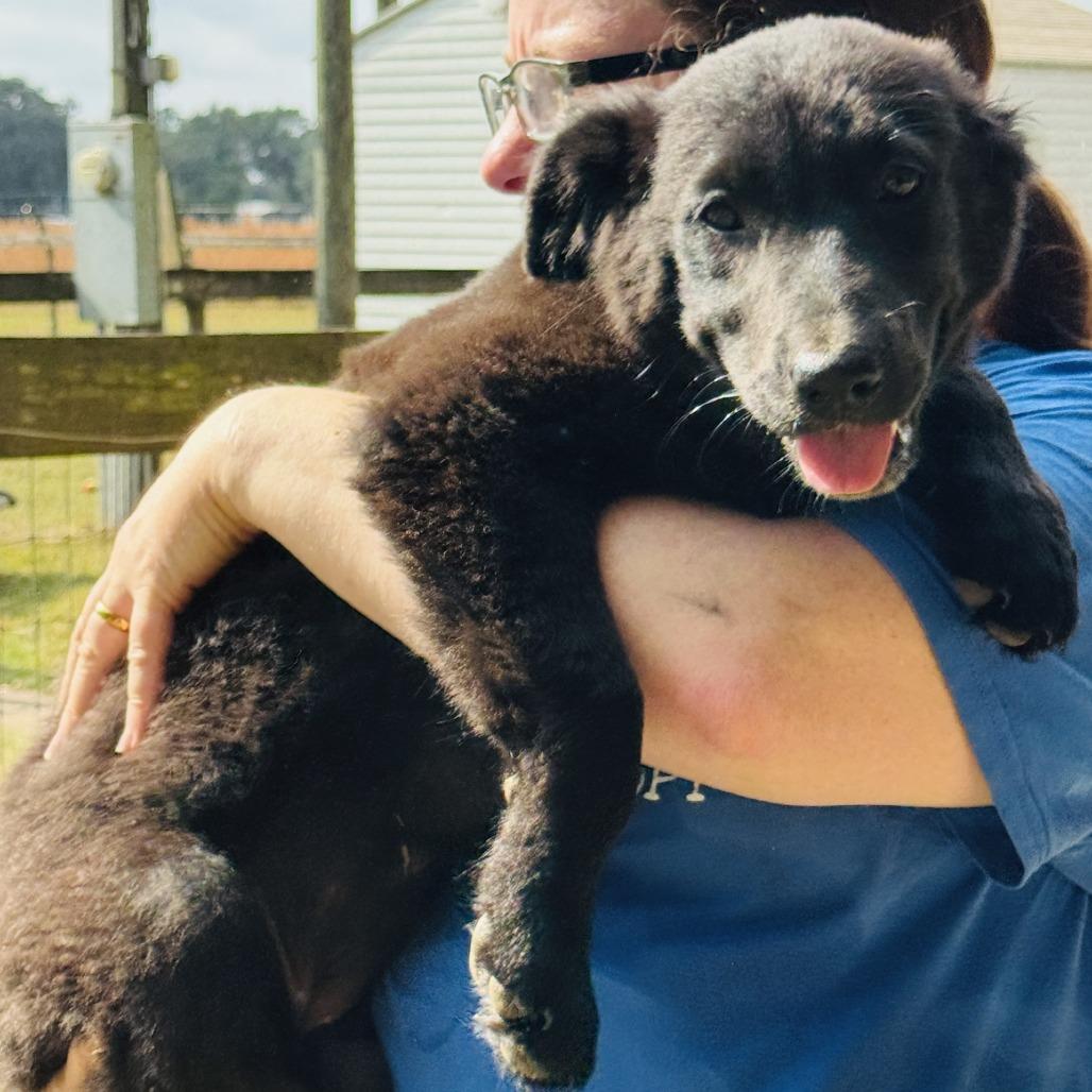 Raven, a Adoptable mixed breed in Williston, FL image 4/6