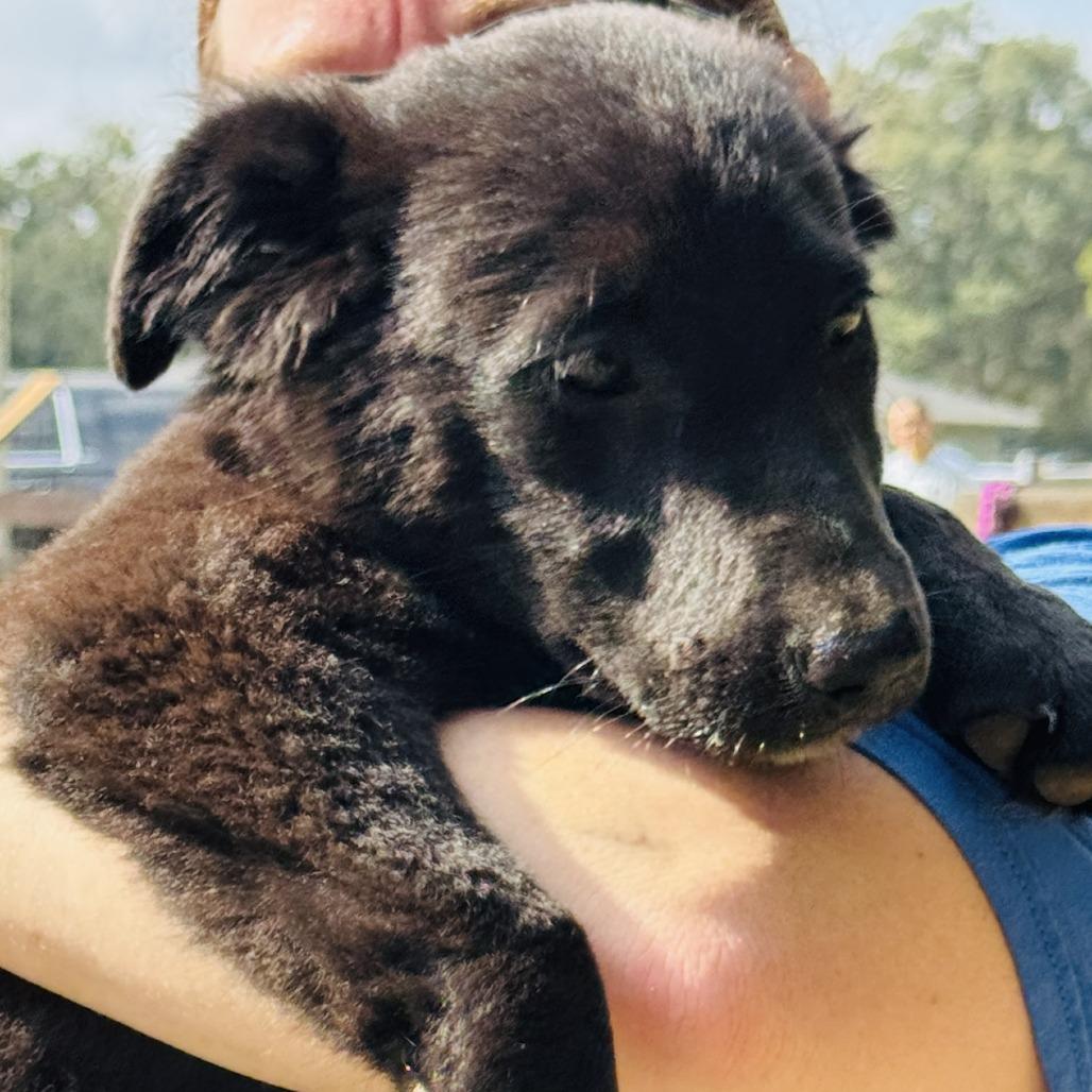 Raven, a Adoptable mixed breed in Williston, FL image 5/6