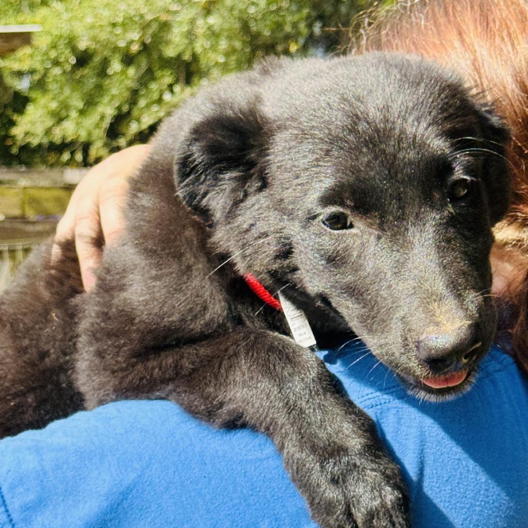 Raven, a Adoptable mixed breed in Williston, FL image 6/6