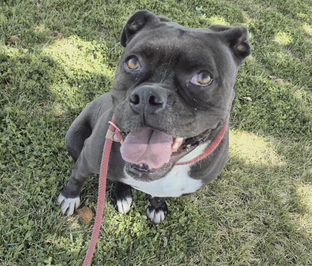MILO, Adoptable, Adult Male Boxer.