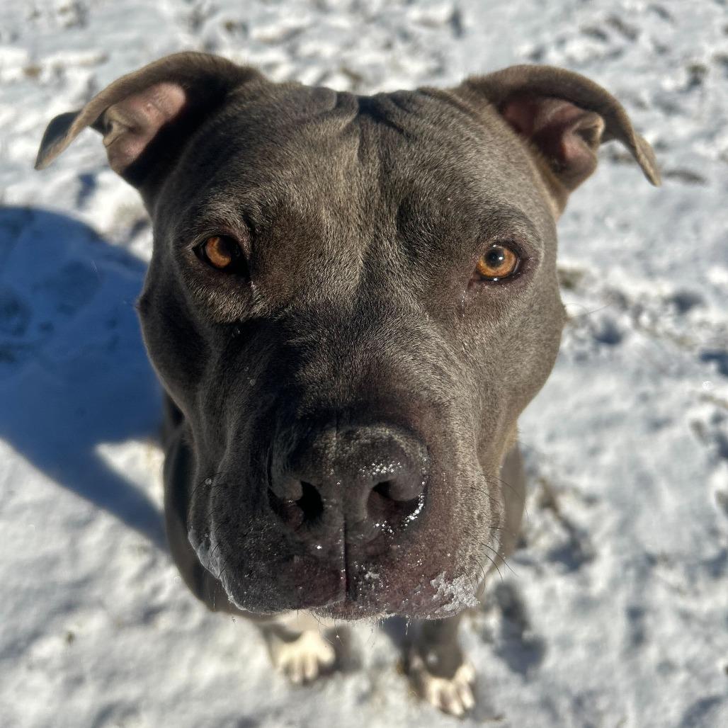 Pauly, Adoptable, Adult Male American Staffordshire Terrier & Mixed Breed.