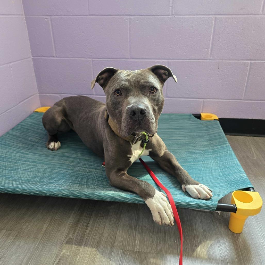 Pauly, Adoptable, Adult Male American Staffordshire Terrier & Mixed Breed.