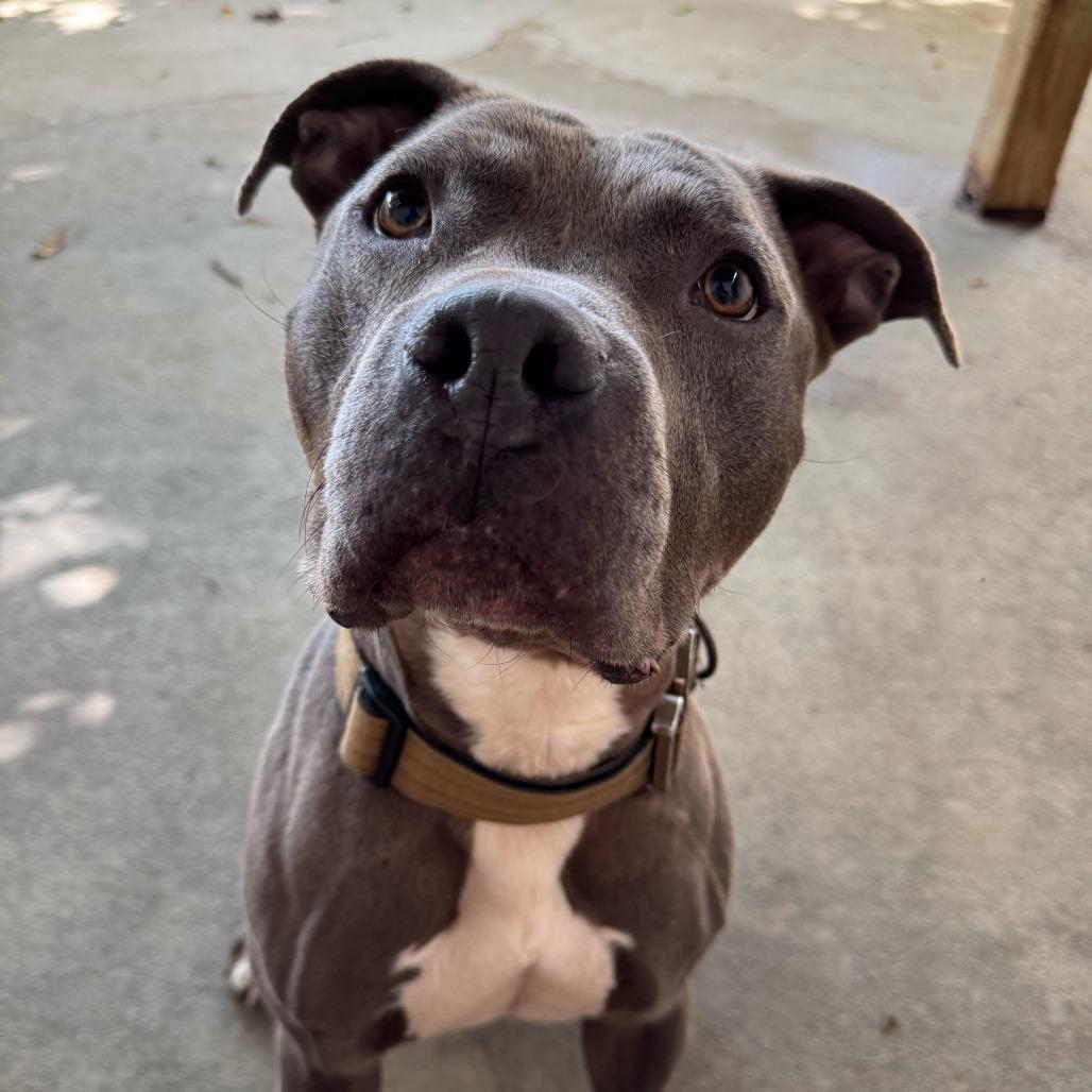 Enlarge Pauly, a Adoptable mixed breed in Louisville, KY image 3/6