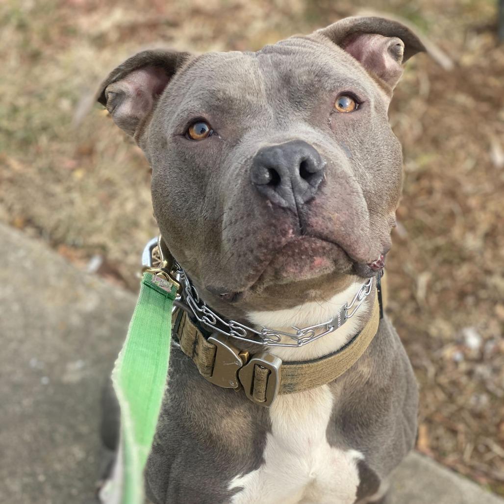 Enlarge Pauly, a Adoptable mixed breed in Louisville, KY image 6/6