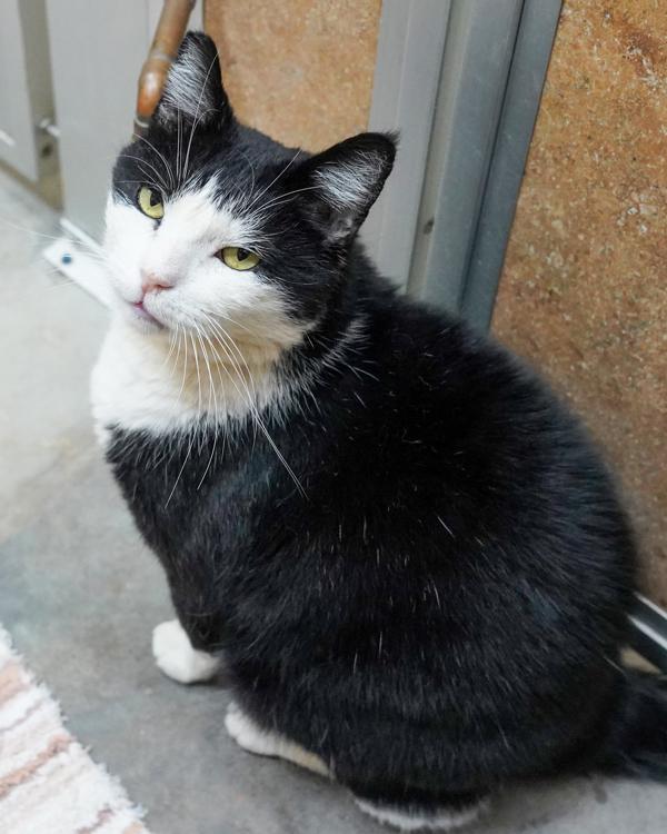 Enlarge Ace, a Adoptable mixed breed in Novato, CA image 1/2