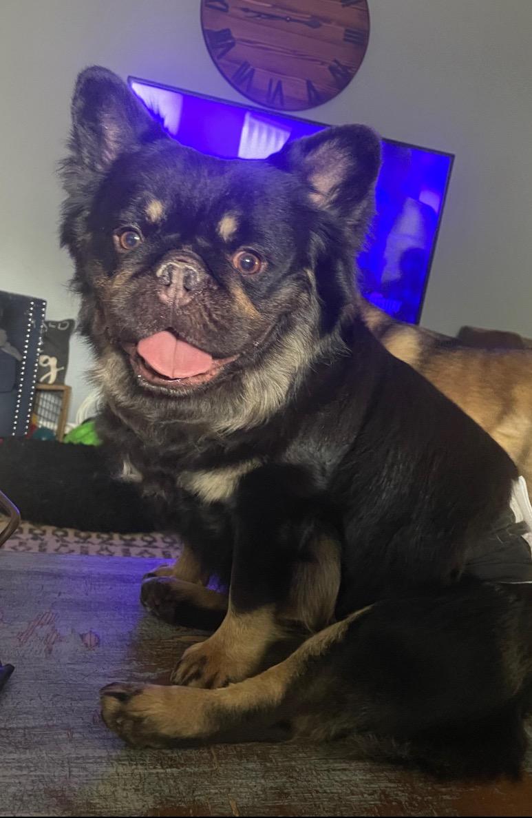 Muzzy, adopted, Adult Male French Bulldog.