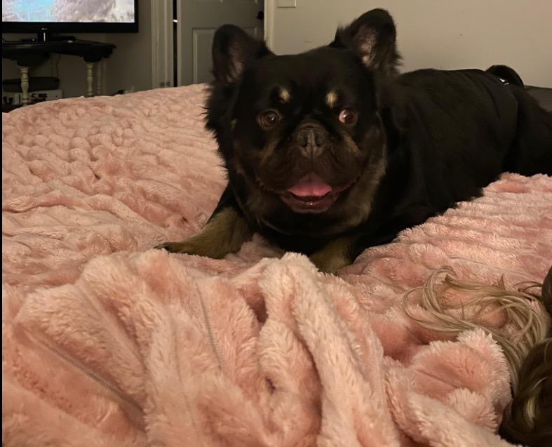 Muzzy, an adopted French Bulldog in East Lansing, MI image 4/4