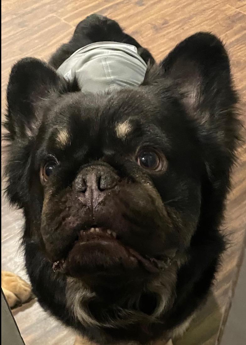 Muzzy, an adopted French Bulldog in East Lansing, MI image 2/4