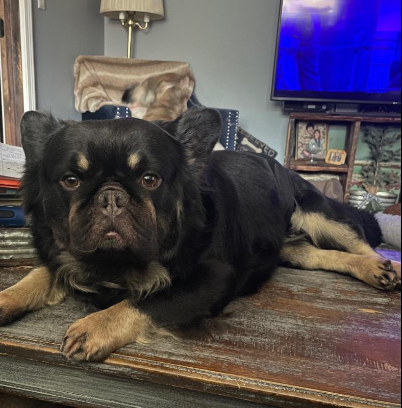 Muzzy, an adopted French Bulldog in East Lansing, MI image 3/4