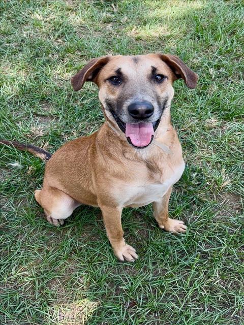 HARLAN, Adoptable, Young Male Black and Tan Coonhound & Mixed Breed.