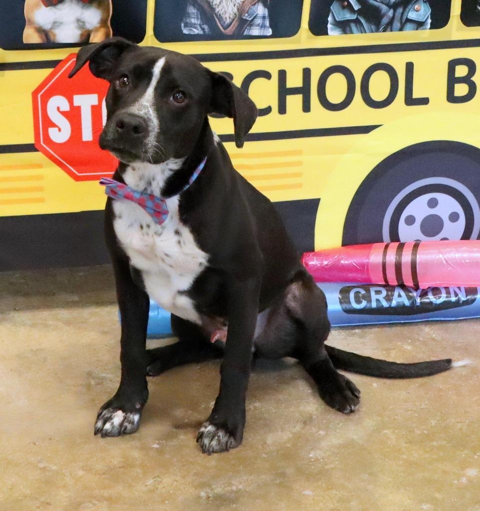 Dale, Adoptable, Puppy Male Mixed Breed.