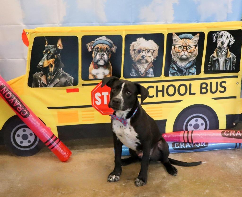 Enlarge Dale, a Adoptable Mixed Breed in Jonesboro, AR image 2/3