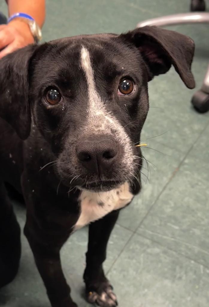 Enlarge Dale, a Adoptable Mixed Breed in Jonesboro, AR image 3/3
