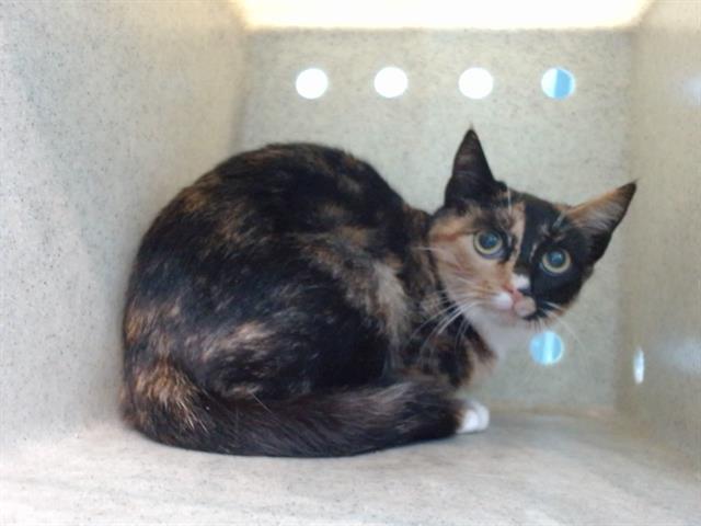 NARNIA, Adoptable, Young Female Domestic Short Hair.