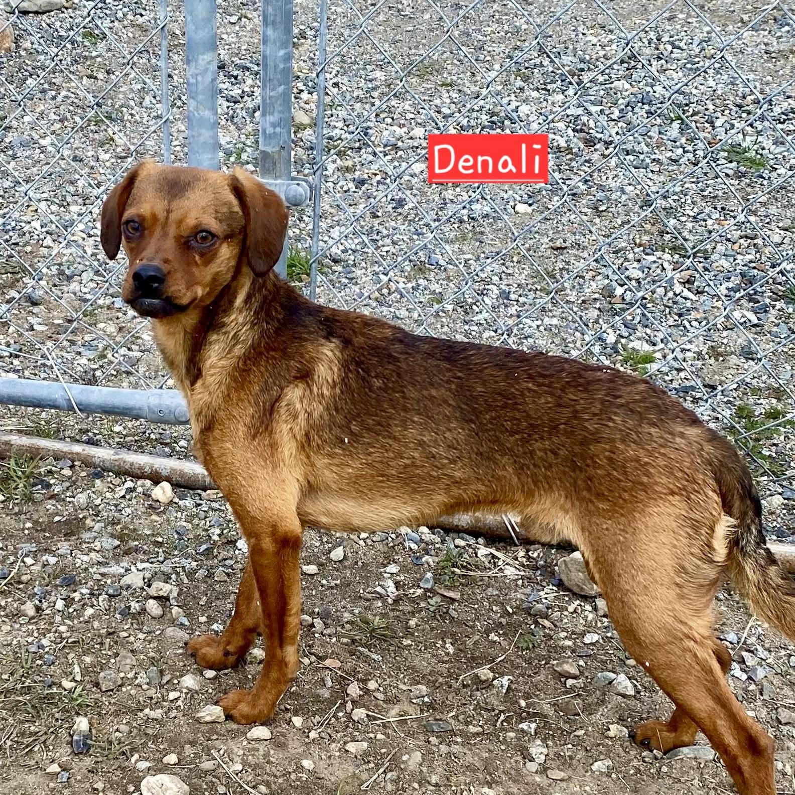 Enlarge Denali, a Adoptable mixed breed in Spokane, WA image 5/6