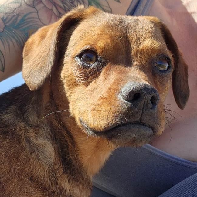 Enlarge Denali, a Adoptable mixed breed in Spokane, WA image 3/6