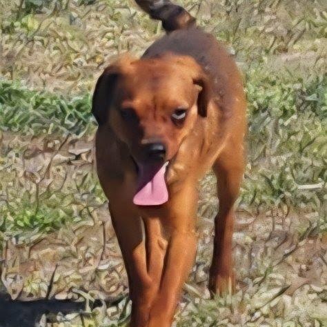Enlarge Denali, a Adoptable mixed breed in Spokane, WA image 2/6